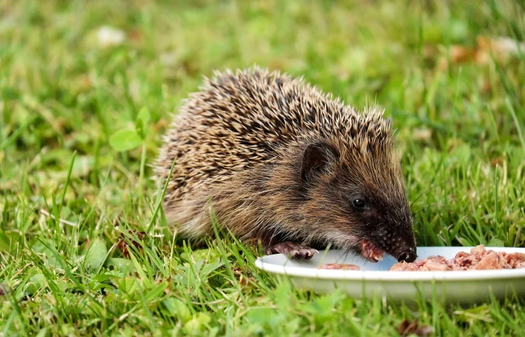 Hedgehog eating meat