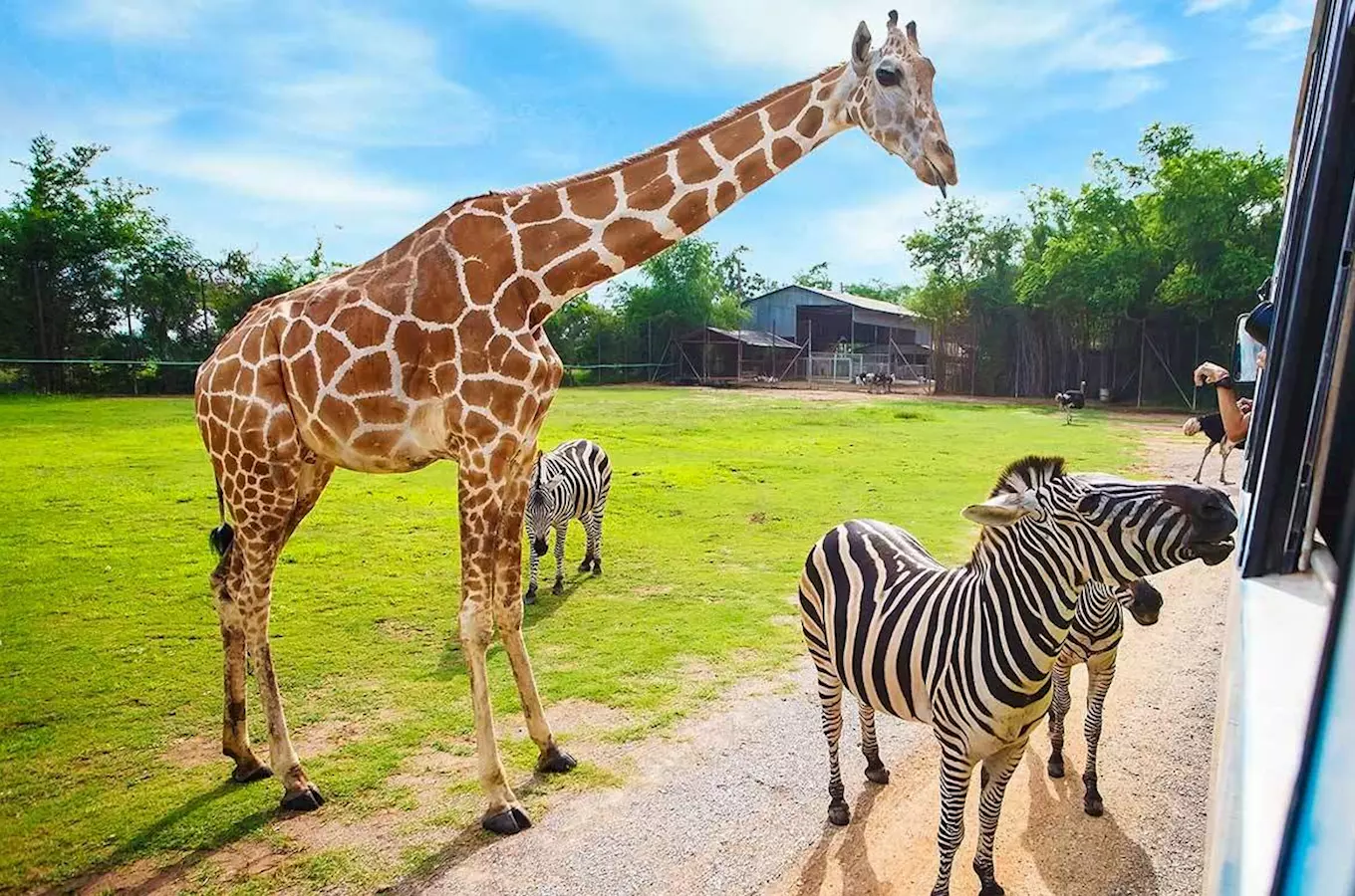 Žirafa a zebry na trávníku v safari parku.