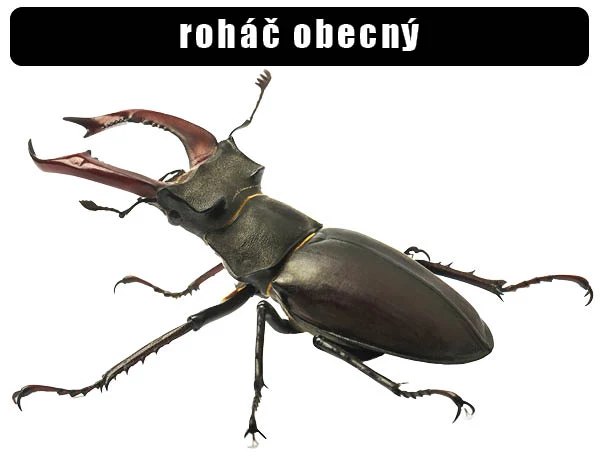 Mužský roháč obecný s velkými čelistami na bílém pozadí.