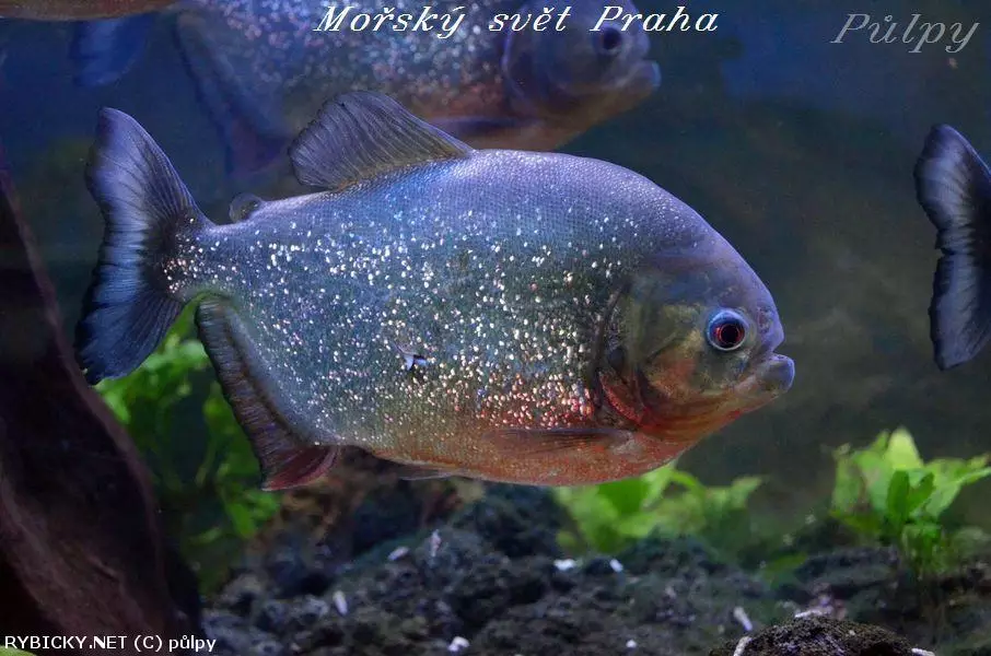 Piraňa plave v akváriu s rostlinami na pozadí.