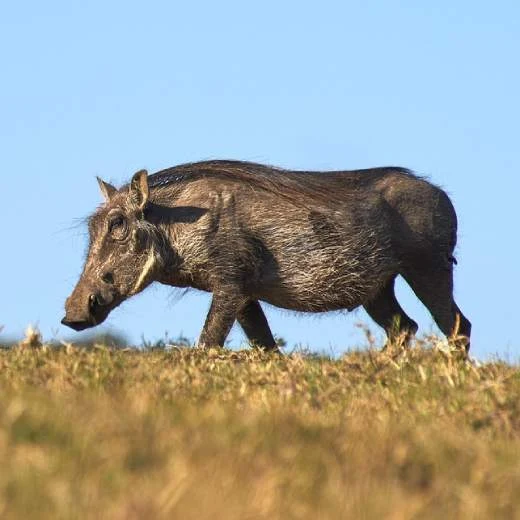 Prase bradavičnaté chodící po trávnaté svahu.