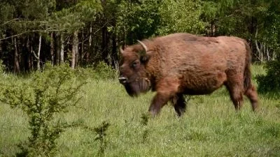 Americký bison chodí po zelené louce v přírodě.