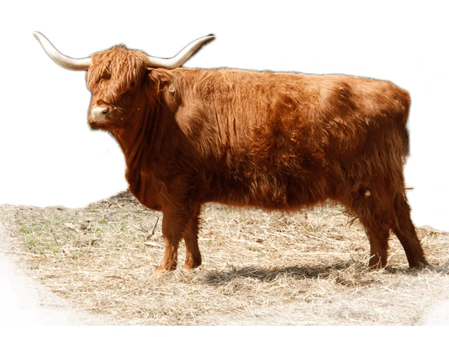 Hnědá skotina plemene highland stojí na seně.