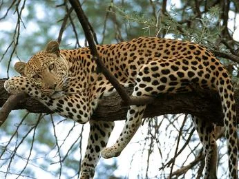 Leopard odpočívající na větvi stromu v přírodě.