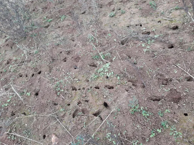 Země s vývrtkami od hraboše polního v přírodě.