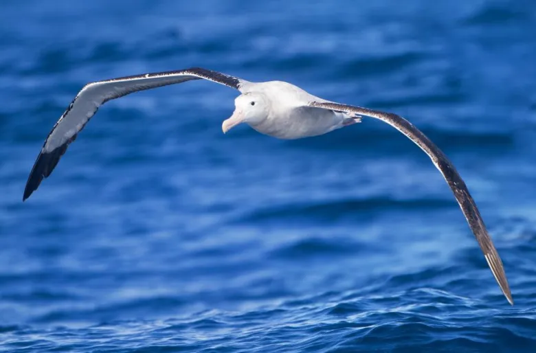 Stěhovavý albatros letí nad modrou mořskou hladinou s roztaženými křídly.