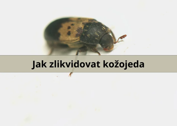 Fotografie dospělého kožojeda Dermestes na bílém pozadí.