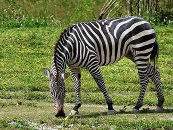 Zebra se pasí na zelené trávě v přírodě.
