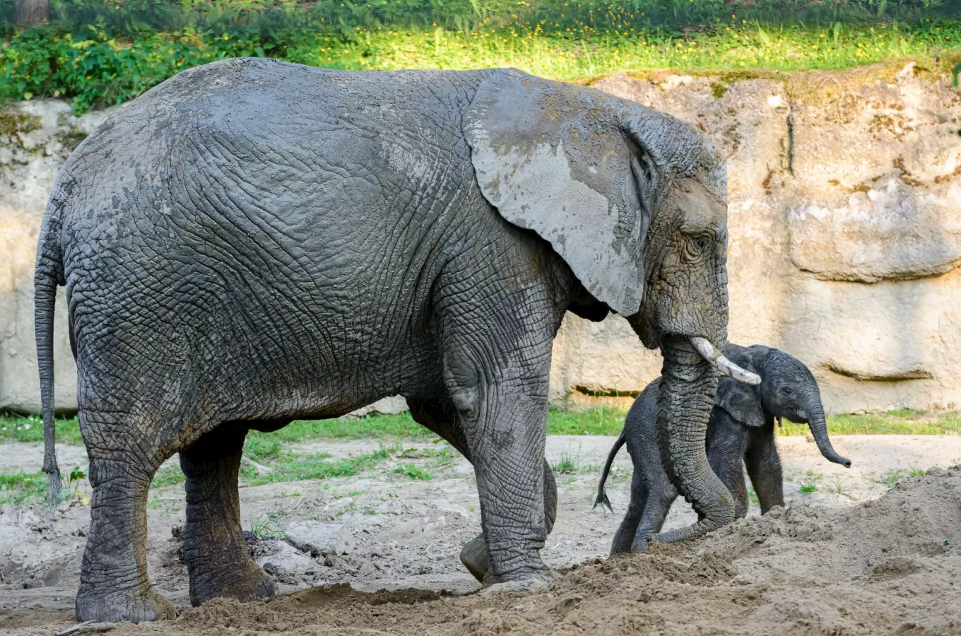 Dospělá afrikská slonice s mládětem v zoo