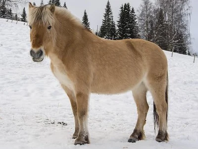 Fjordský kůň stojí na sněhu s borovicami v pozadí.