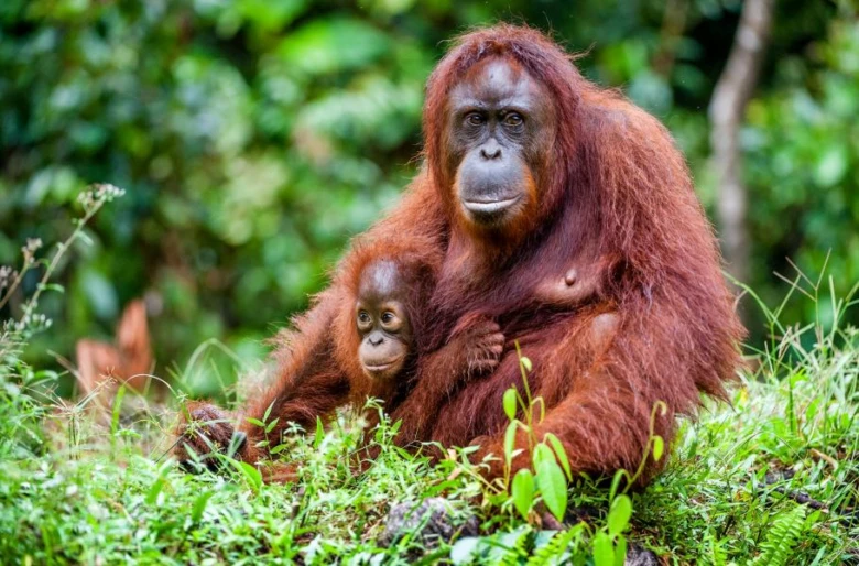 Matka s mláděm orangutana v zeleném lesním prostředí.