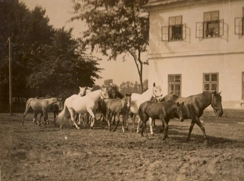 Historická fotografie stáda kladrubských koní před budovou.