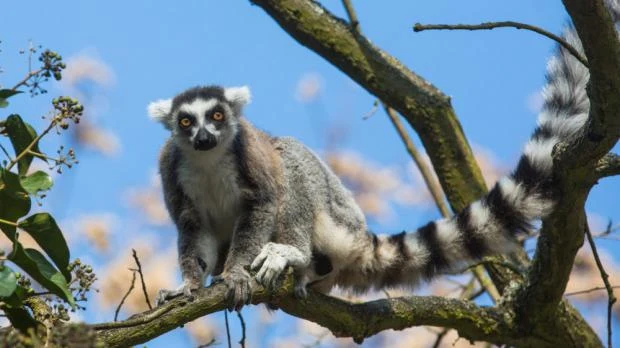 Ringtailed lémur sedící na větví stromu pod modrou oblohou.