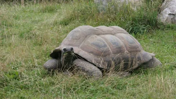 Obrovská želva kráčí po zelené trávě v přírodě.