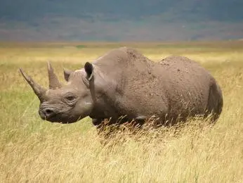 Nosorožec stojí na africké savaně v žluté trávě.