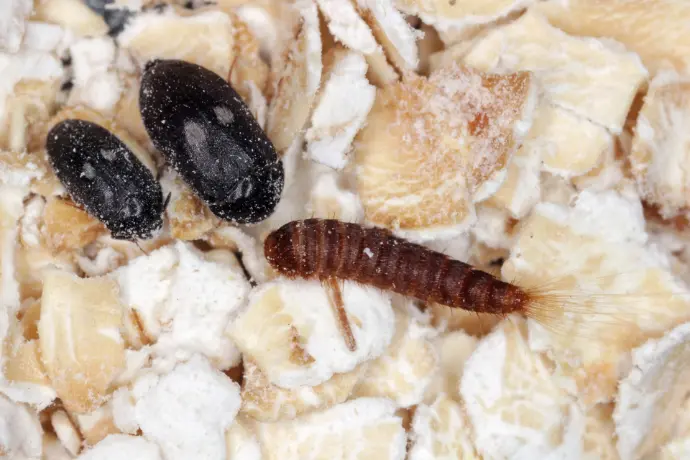 Larva a kukoly kožeje na zbytcích potravin v kontaminovaném prostředí.