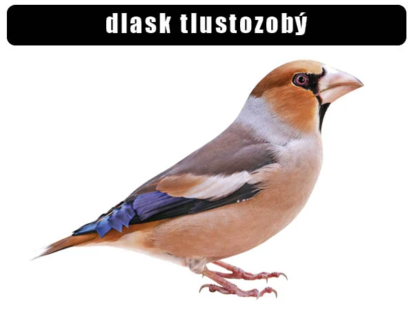 Fotografie hlucháka tlustozobého na bílém pozadí.