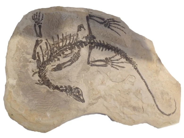 Fosil dinosauro zachycený v kamenné vrstvě s detailním kostrou.
