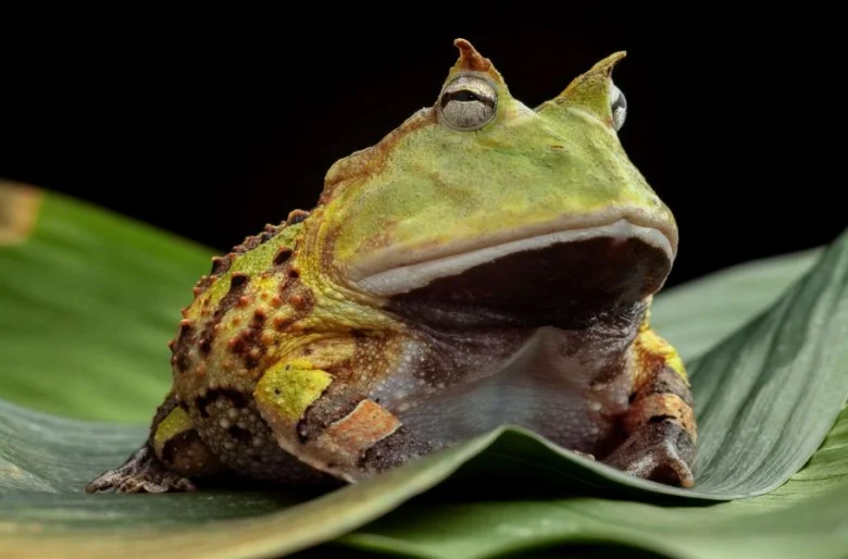 Rohatka žába sedící na zeleném listu v přírodě.