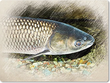 Bílý amur plavající nad štěrkovým dnem řeky.