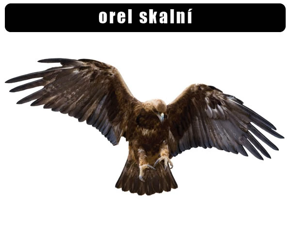 Orel skalní v letu s roztaženými křídly na bílém pozadí.