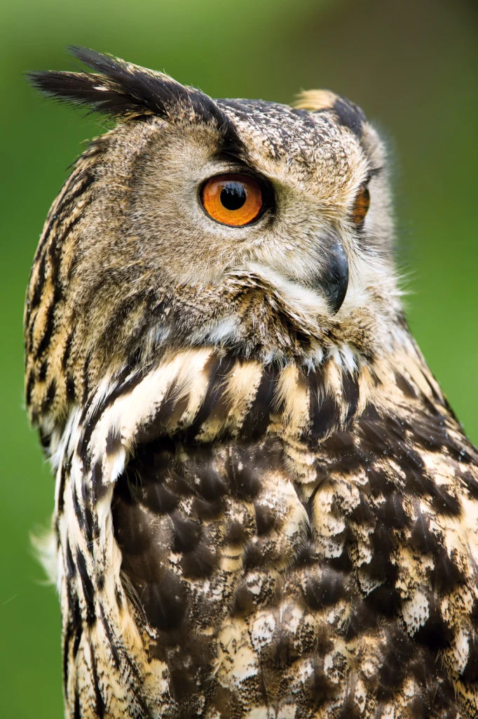 Portrétní fotografie výru velkého s ostrým pohledem.