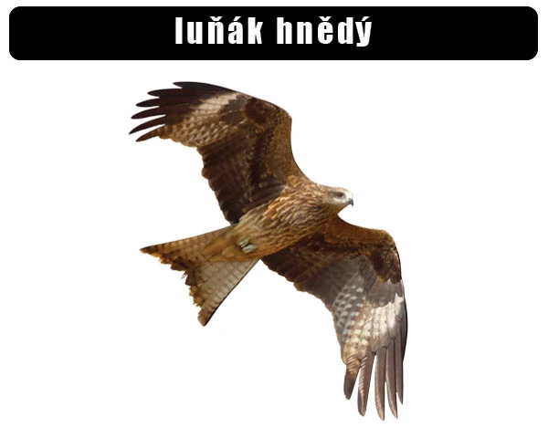 Luňák hnědý v letu s roztaženými křídly na bílém pozadí.