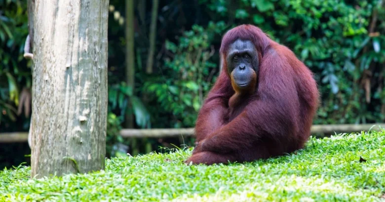 Orangután sedí na trávě v přírodě.