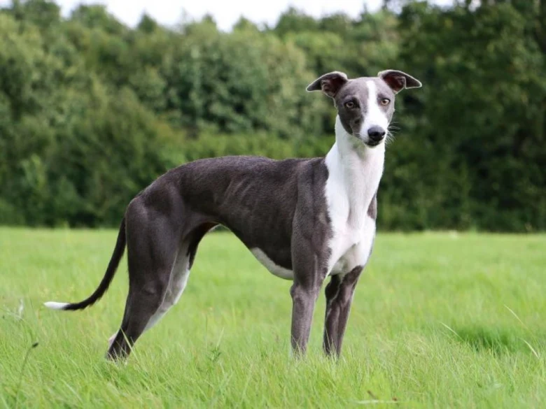 Šedobílý whippet stojí na trávníku před lesním pozadím.
