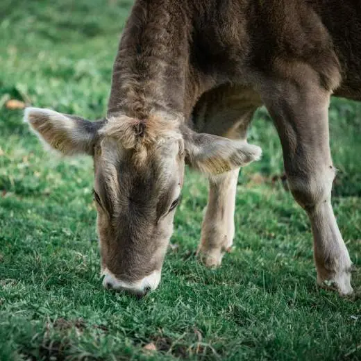 Mladá kráva pasí trávu na zelené louce.