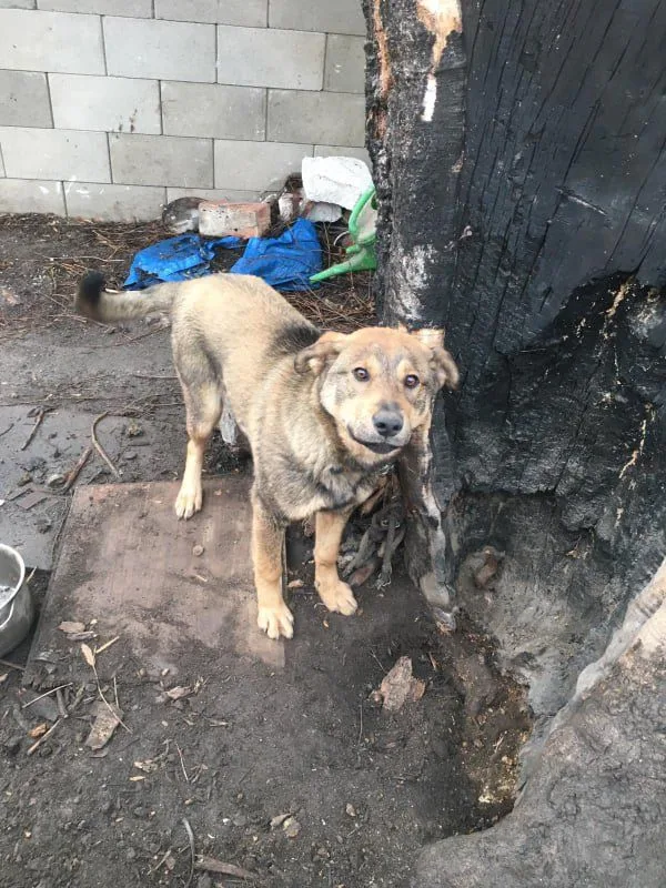 Pes čekající na adopci v útulku nebo předání do nových rukou.