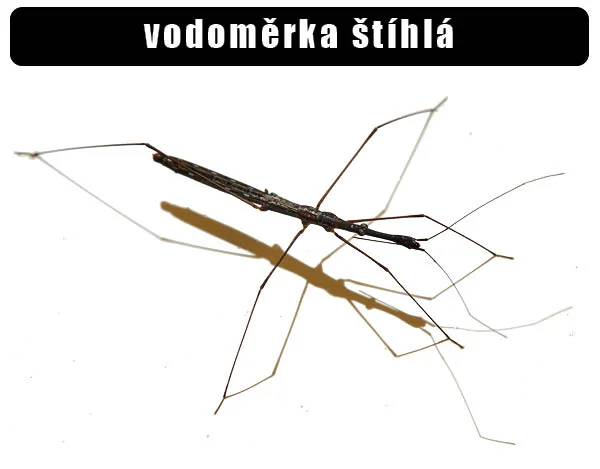 Fotografie vodoměrkyně štíhlé s dlouhými nohami na bílém pozadí.