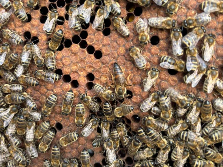 Honey bees on comb