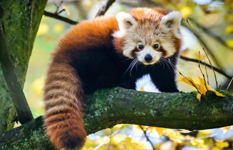 Červená panda sedí na větvě stromu v přírodě.