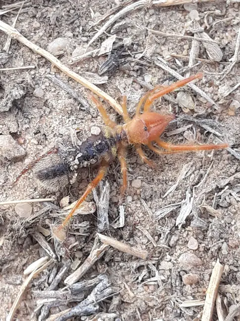 Pouštní pavouk Solifuga na suché zemi s větvičkami.