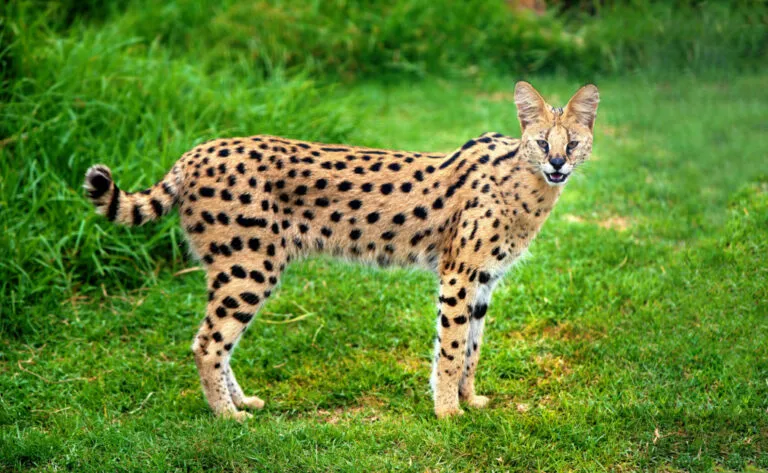 Serval divoká kočka stojí na trávě s tmavými skvrnami.