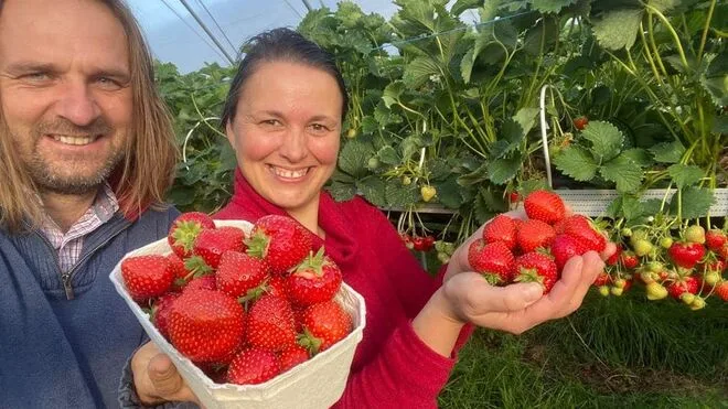 Muž a žena drží čerstvé jahody z farmy v skleníku.