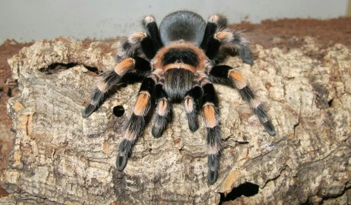 Tarantula on bark