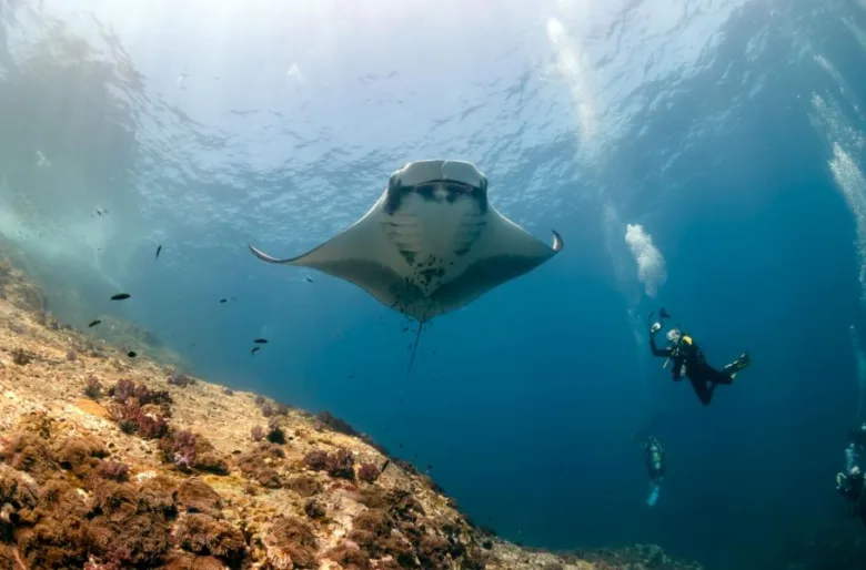Manta ray swimming underwater