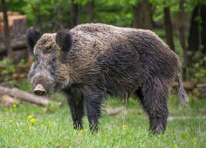 Divoký prase stojí na trávníku v lese.