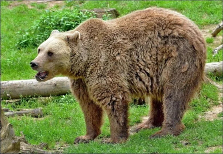 Hnědý medvěd stojí na trávníku s otevřenou tlamou.