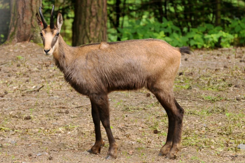 Kamzík horský stojící na lesní zemi v přírodě.