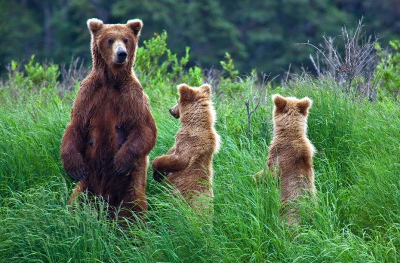 Matka medvěda grizzly s dvěma mláďaty stojí v zelené louce.