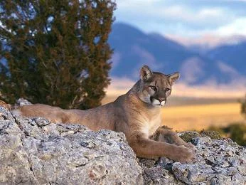 Cougar on rock