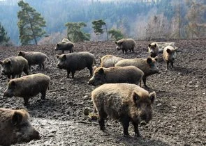 Skupina divokých prasat hledající potravu na blátivém terénu.