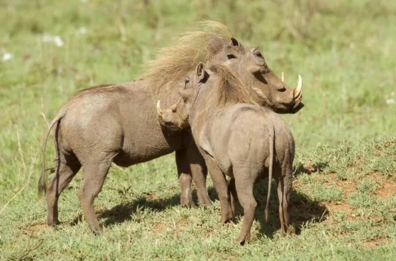 Rodina prasat bradavičnatých v africké savaně.