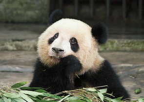 Velká panda sedí v kleci a žere bambus.
