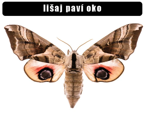 Fotografie motýla Lišaj paví oko s výraznými očima na křídlech.