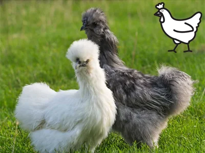 Bílá i šedá hedvábnička slepice stojí na zelené trávě.