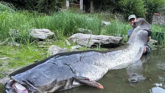 Muž drží obrovského sumce vyloveného z vody.